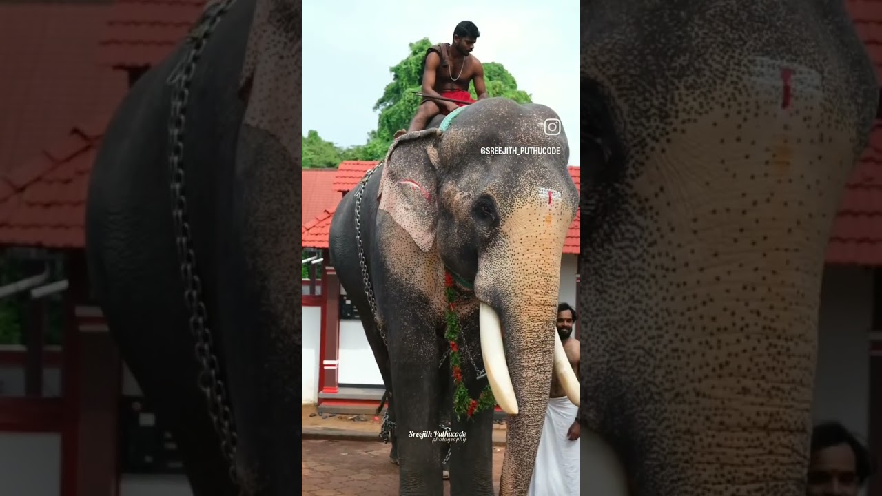 Chettan and aniyan🥰🥰🥰🥰🥰