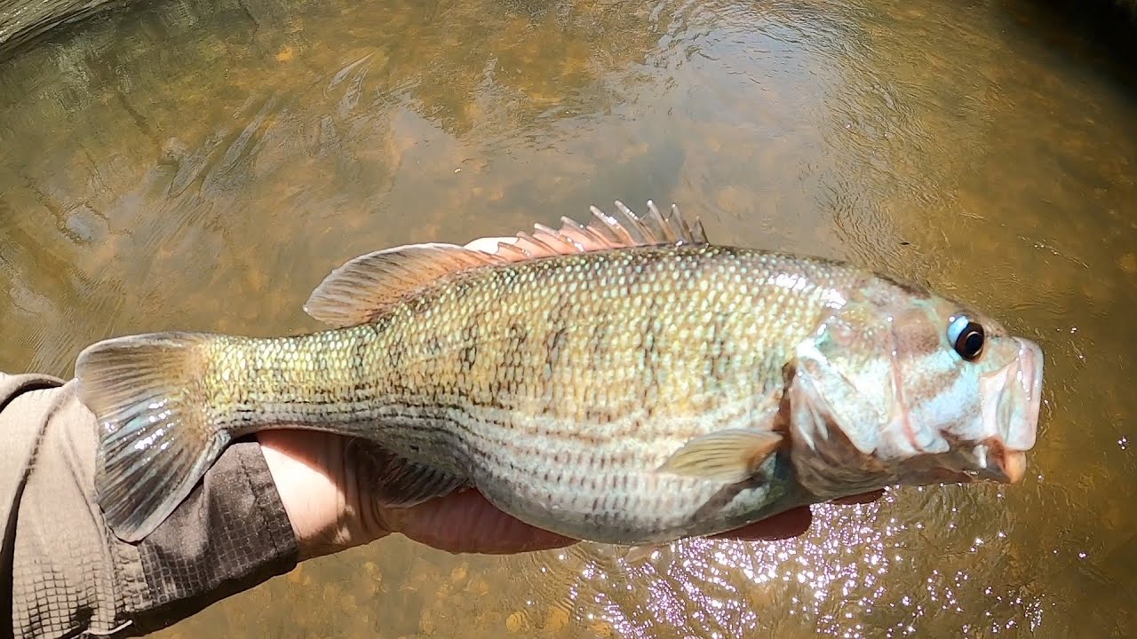 Tallapoosa River - April Bass Fishing