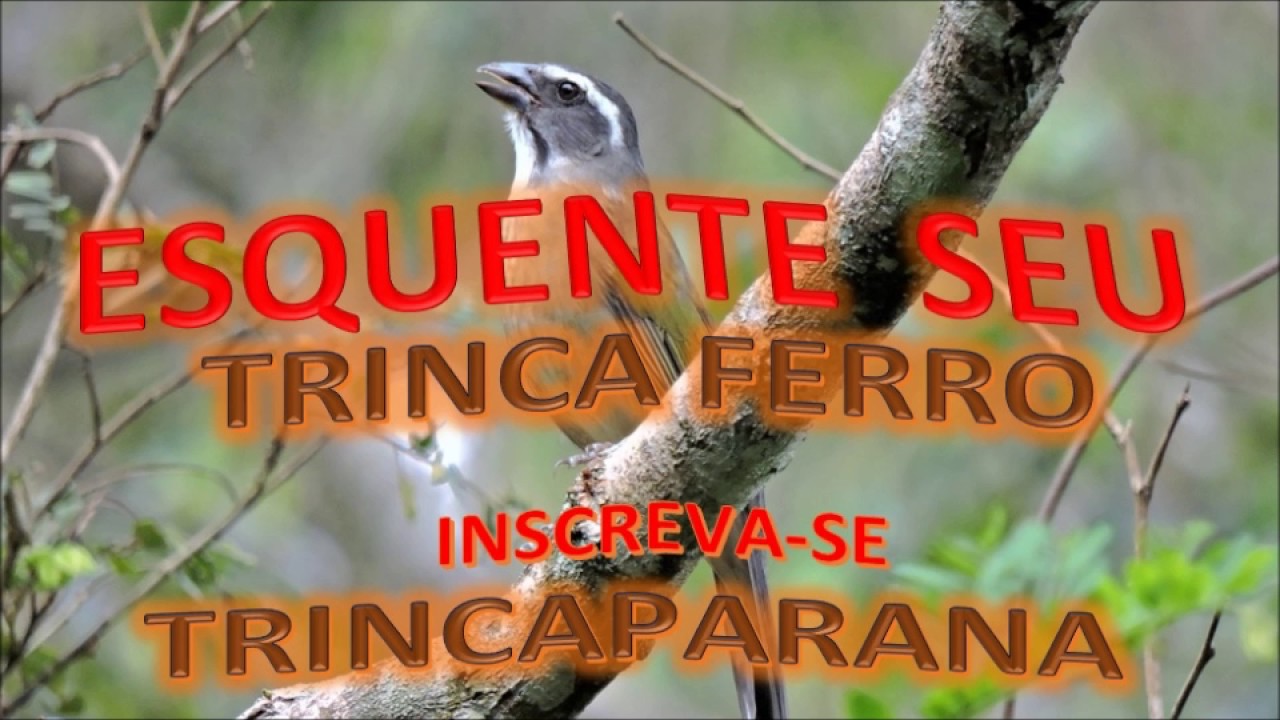 AUDIO PARA ESQUENTAR SEU TRINCA FERRO 9/17 1 hora!!.