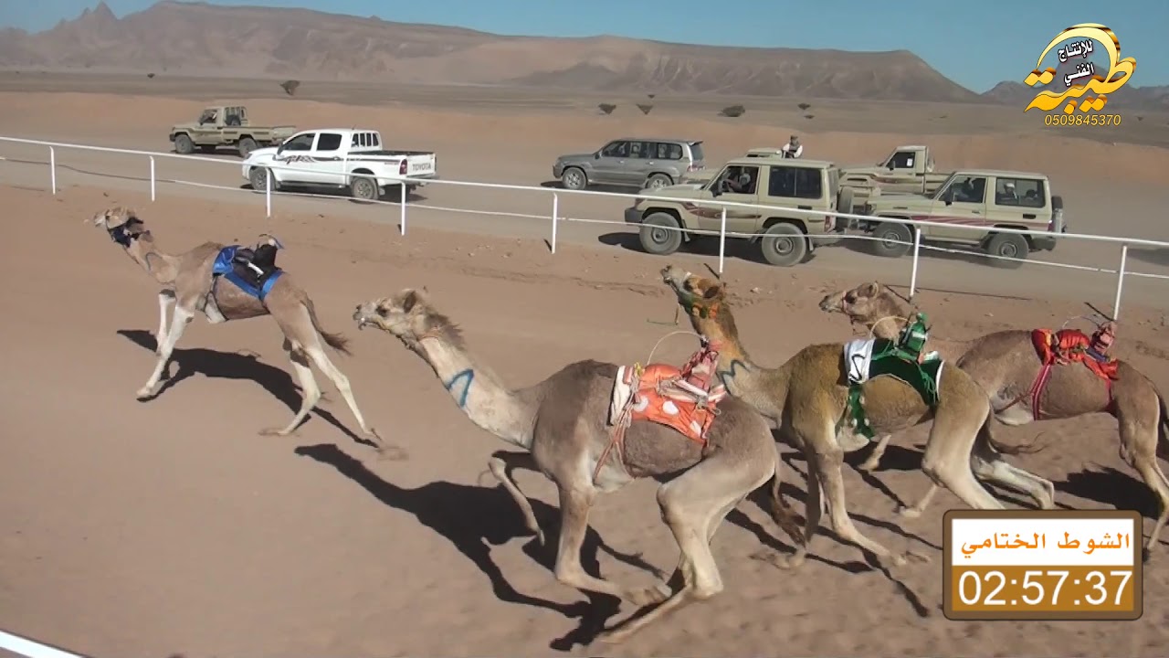 النداوي ل سالم بن مطلق العطوي الشوط الختامي قعدان حقايق ل مسافه 4 كم