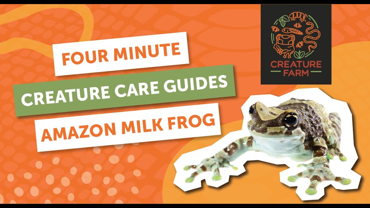 Amazon Milk Frog - Four Minute Creature Care Guide