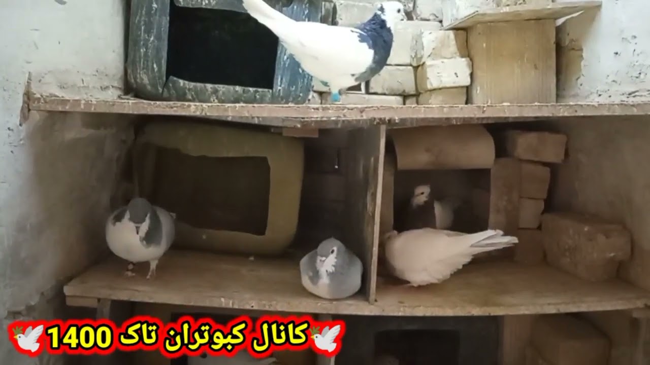 علت‌های جفت نشدن کبوترا و نحوه جفت کردن کبوتر