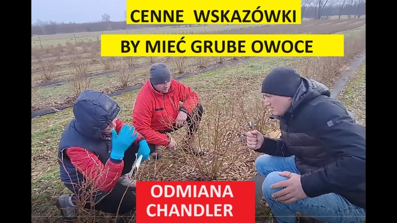 Cenne Wskazówki w Nawożeniu Borówki Amerykańskiej