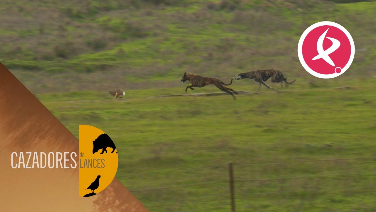 El galgo un atleta preparado para la persecución de las liebres | Cazadores de Lances