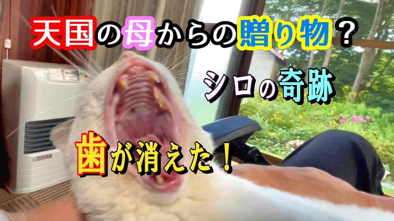 【天国からの贈り物】歯周病に苦しんだシロに母の愛が導いた奇跡！【オリジナル曲】