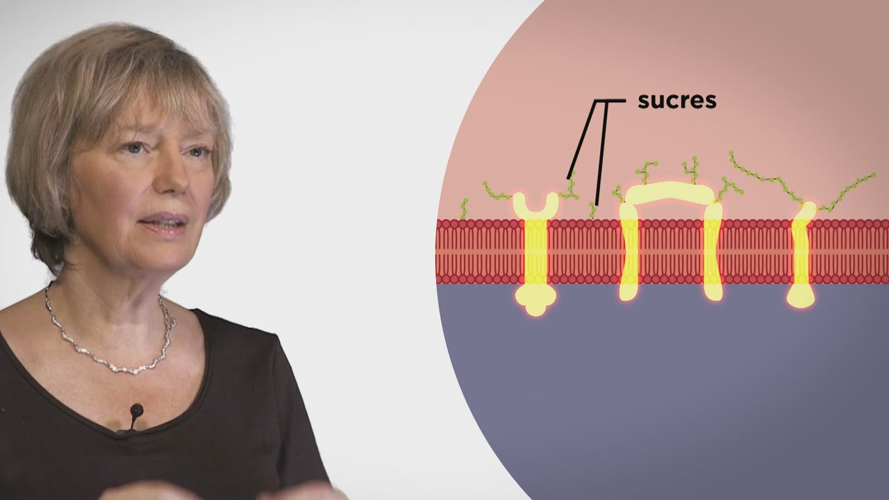 MOOC côté cours : La membrane de la cellule
