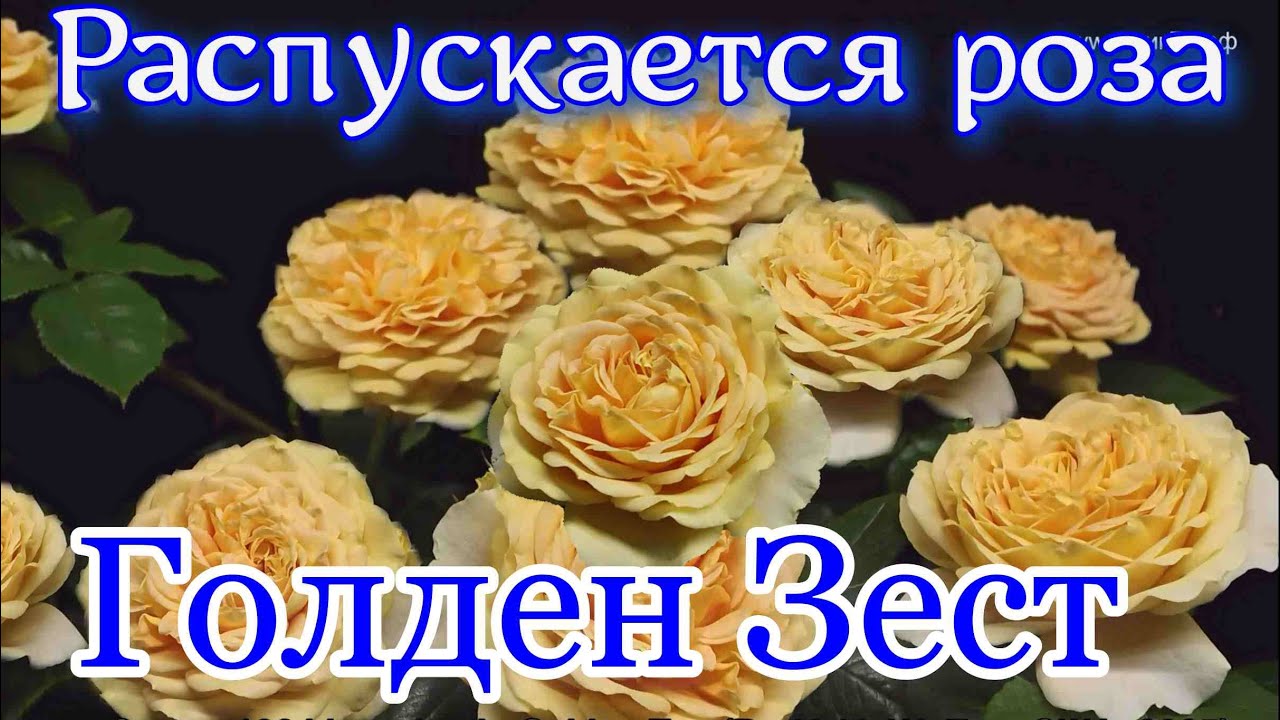 Как распускается роза Голден Зест (Шраб) - Golden Zest (Dr. Keith W. Zary США, 2005)