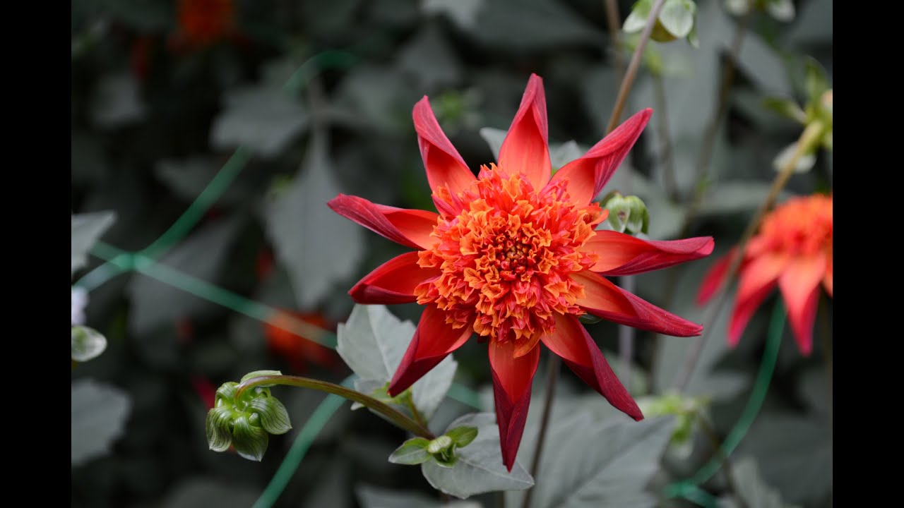 Concours International du Dahlia de Paris 2022 - Parc Floral