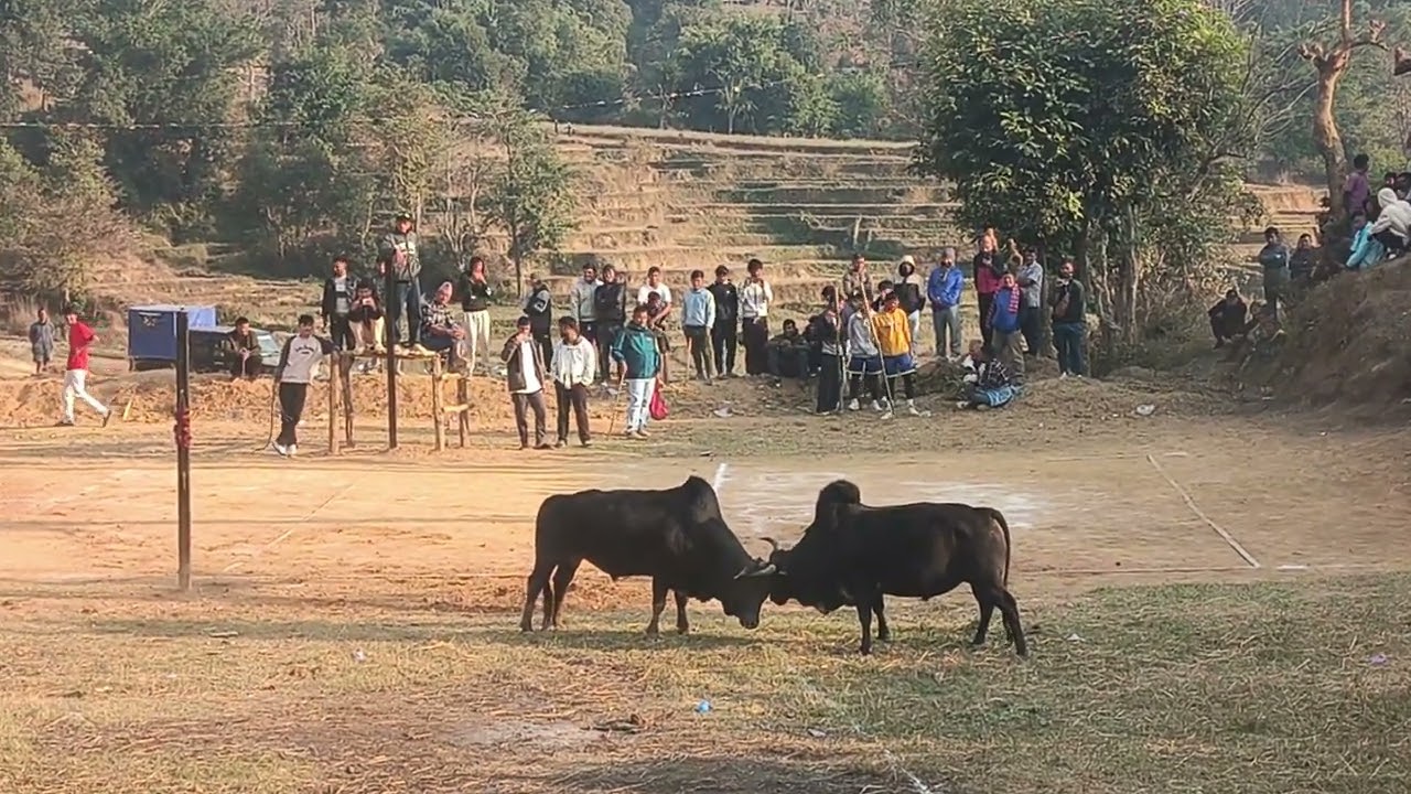 Maghesakranti mela goru judai second round