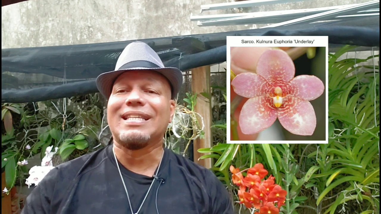 Boot Camp 0033: Mas sobre el Género de Orquidea Sarcochilus