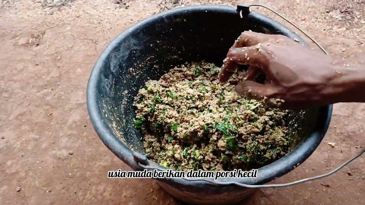 Ayam kampung cepat besar dengan pakan alternatif ini ‼️ #ayamkampung #peternakayam #chicken 