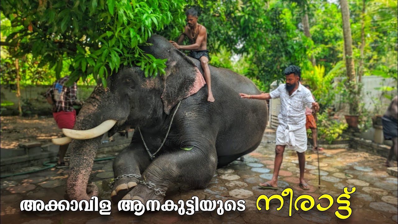 അക്കാവിള വിഷ്ണുനാരായണൻ്റെ നീരാട്ട്😍🥰 മാമ്പി Akkavila Vishnunarayanan & Mambi Latest #elephant
