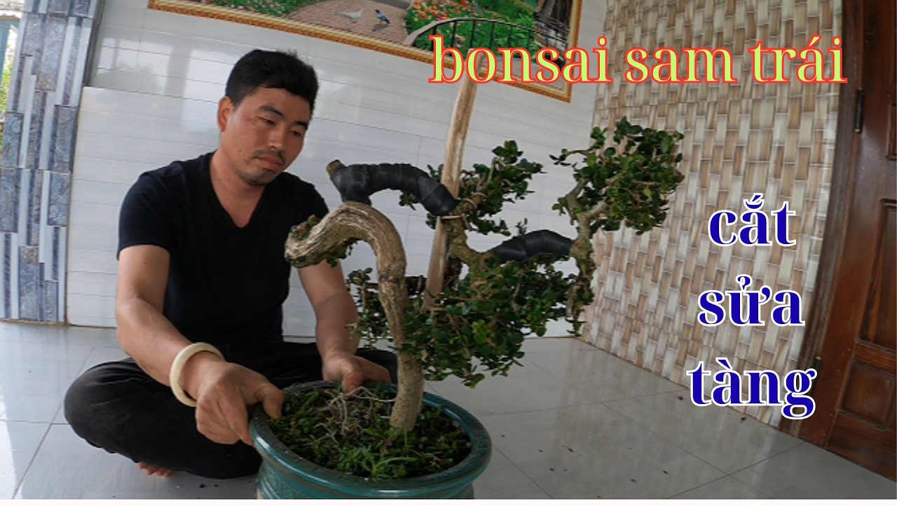 quay lại vườn cây và cắt chỉnh tàng bonsai sam trái