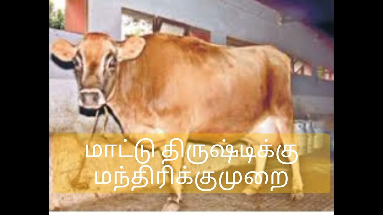 மாட்டிற்கு கண் தீஷ்டி பால் அதிகரிக்க மந்திரிக்கும்முறை