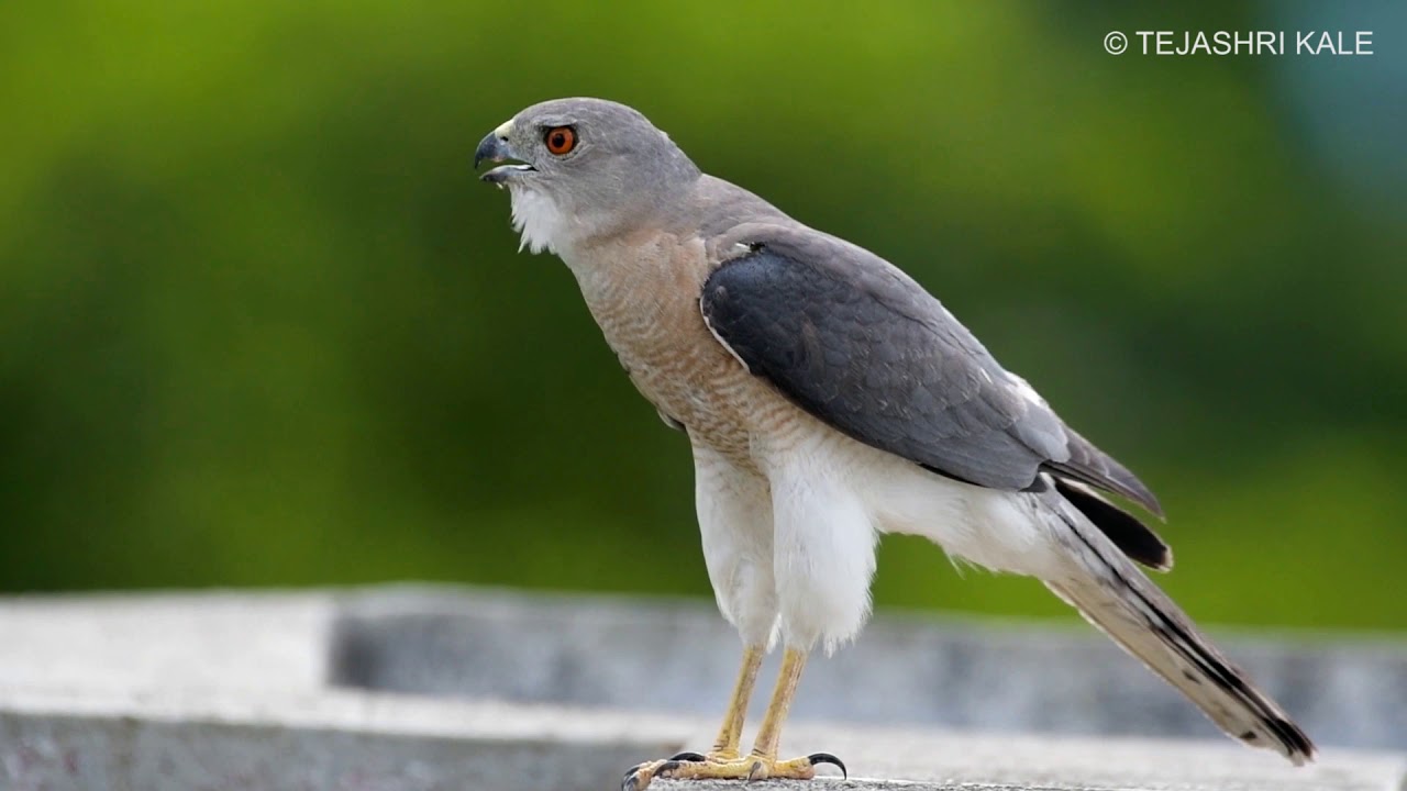 SHIKRA CALLING
