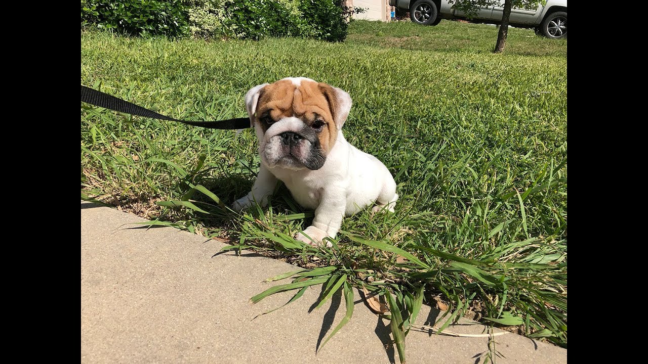 Surprising My Family With A Puppy #GotANewPuppy