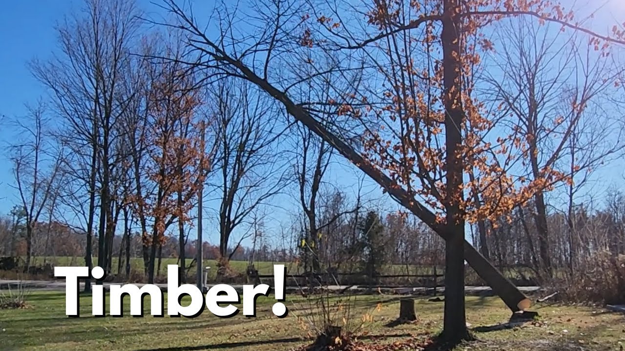 Ep 28 Another tree bites the dust! Still harvesting Potatoes and planting Garlic in containers
