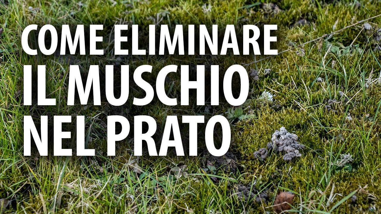 Come eliminare il muschio dal tappeto erboso