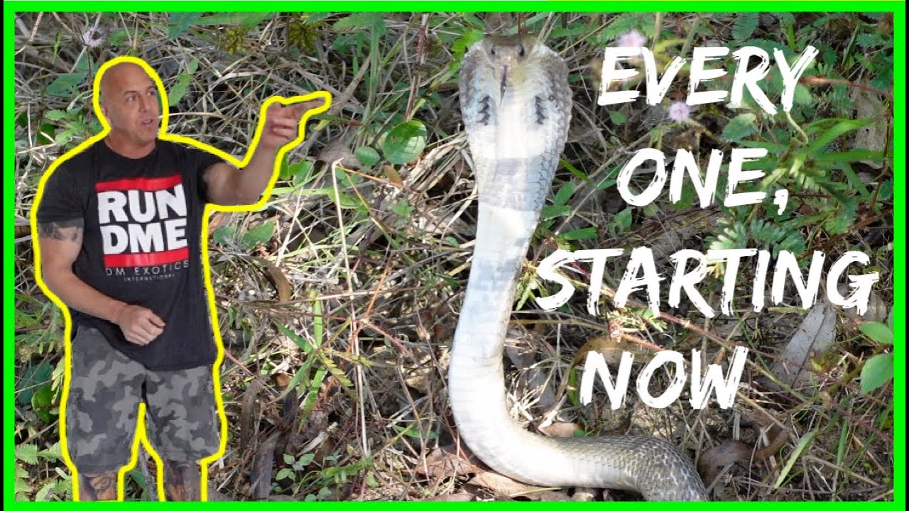 NONLETHAL COBRA ENCOUNTER  |  NEW PROJECT