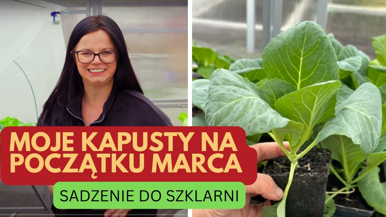 MOJE KAPUSTY NA POCZĄTKU MARCA | UPRAWA KAPUSTY | Kasia in
