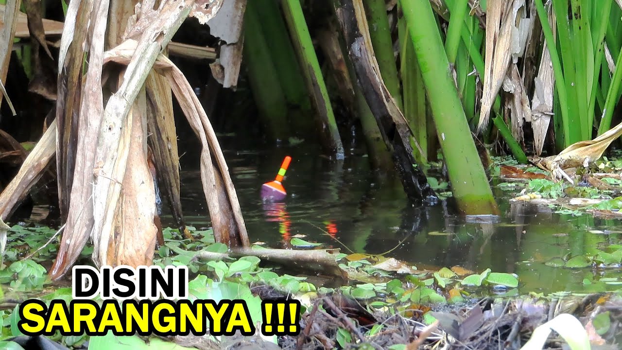 Di sini tempat ikan bersembunyi!!! mancing dapat betok besar banget #SG-121