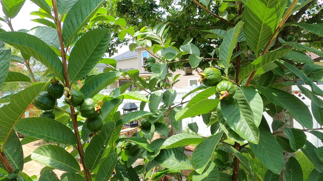 Growing White Guava plant from Seedling| Planting Guava plant | Gardening