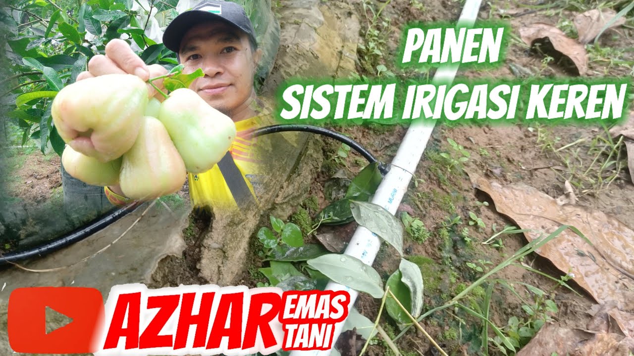 PANEN MADU DELI DAN MEMPELAJARI SISTEM IRIGASI KEBUN