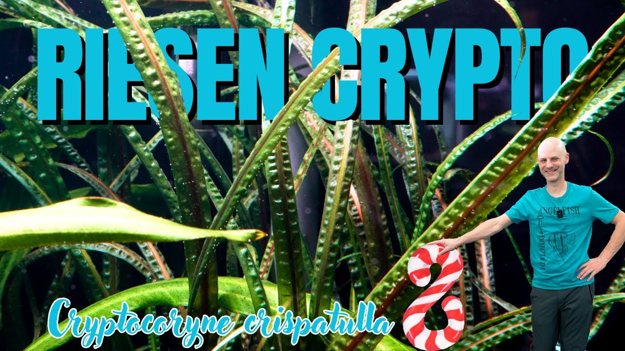Wasserkelch mit Hammerschlag | Cryptocoryne crispatula | AQUAddicted! ADVENTdicted! Türchen 9