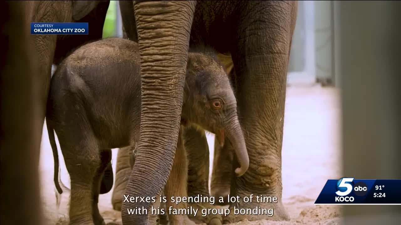 Oklahoma City Zoo welcomes first male Asian elephant calf