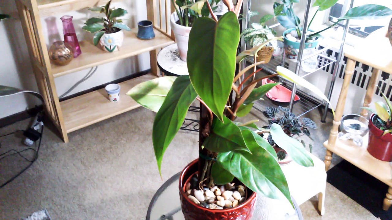 BACTERIAL LEAF BLIGHT ON PHILODENDRONS HOW TO TREAT AND PREVENT😏