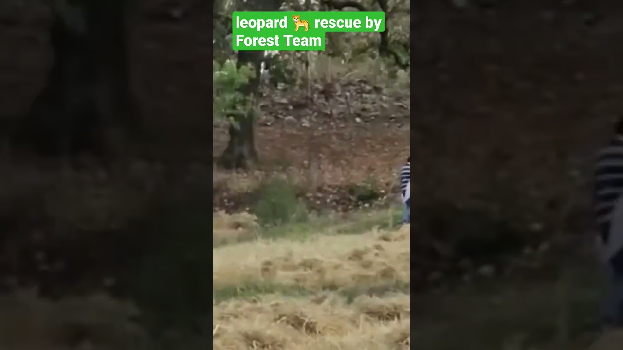leopard 🐆 rescue operation by Forest Department #leopard #forest #rescue