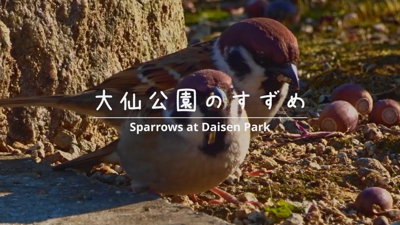 大仙公園のすずめ Sparrows at Daisen Park