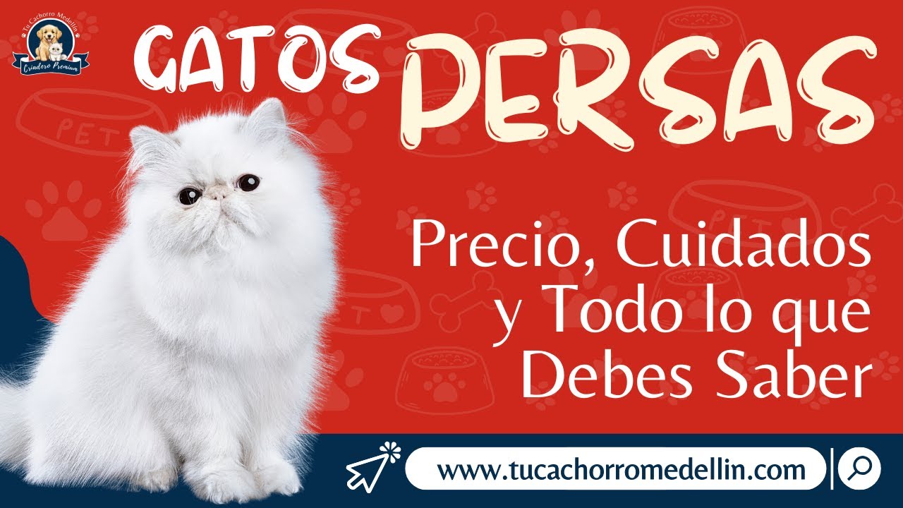 🐱 Gato Persa Precio en Colombia | ¿Dónde Comprar ? Cuidados | Criadero de gatos Tu Cachorro Medellín