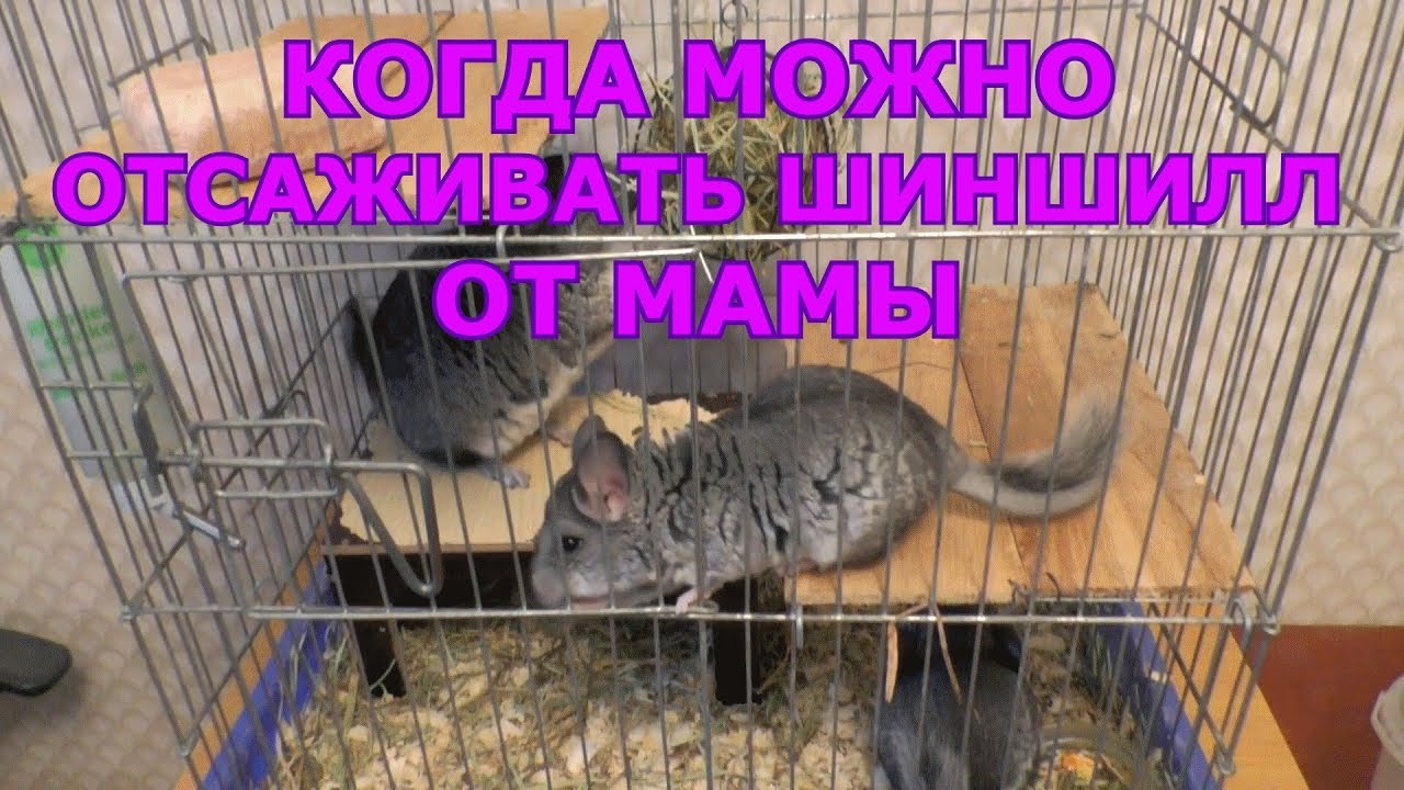 Шиншиллы 36-42 дня | Когда можно отсаживать шиншилл от мамы