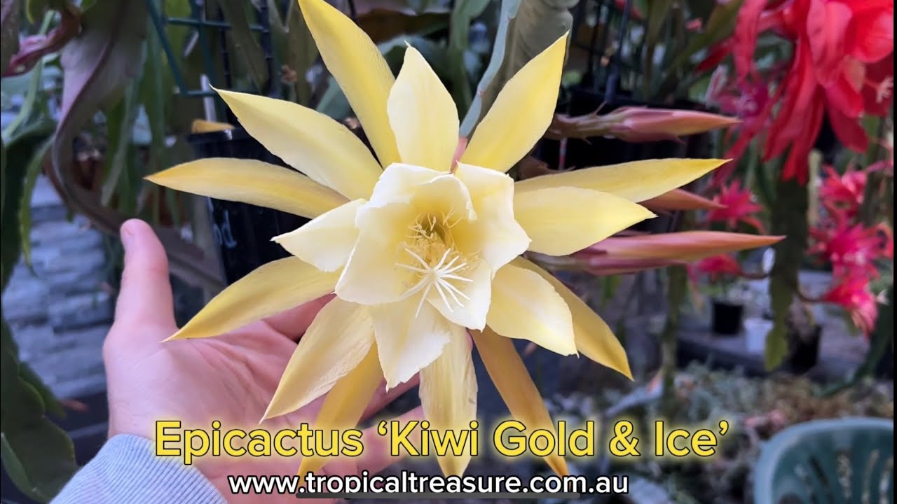 Epicactus &lsquo;Kiwi Gold and Ice&rsquo;