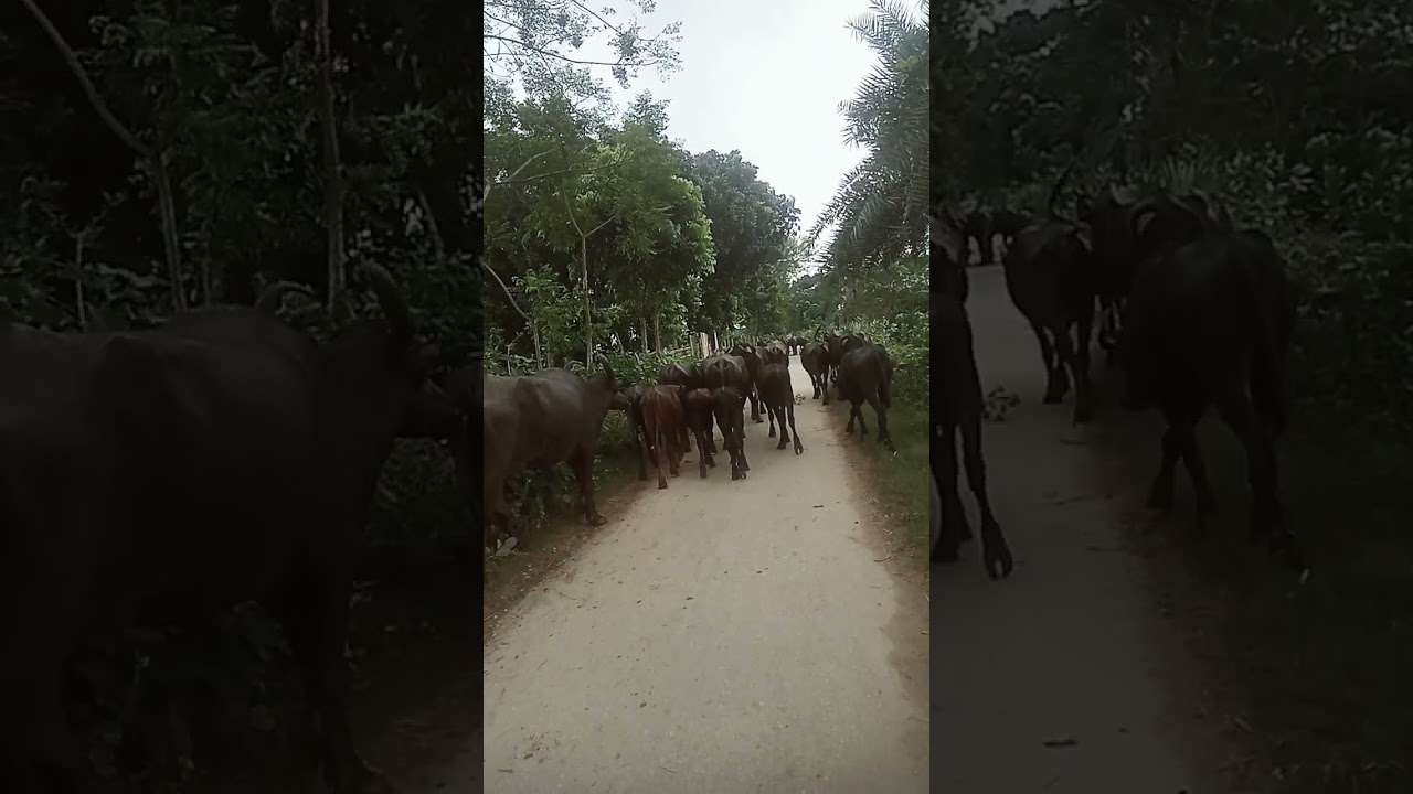 Buffalo Herd Walking on the Road | Amazing Village Life Scene#BuffaloHerd