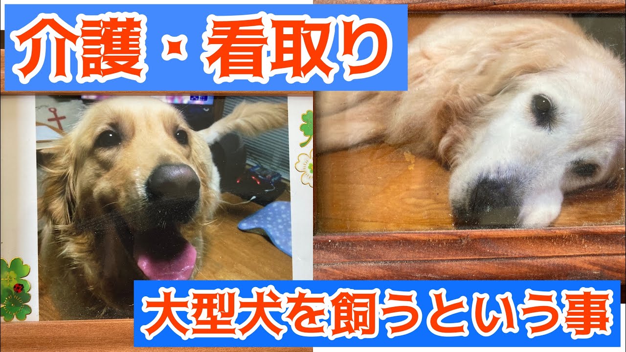 【大型犬の介護】愛犬の最期の時まで