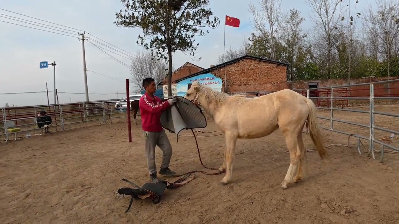 这匹马应该是四匹马里面跑的最猛的一匹，耐力结构各方面也都不错 #河南驯马小伙骑士威 #易明马道 #中国人的驭马之道 #以柔克刚驯马法 #传播中国马文化