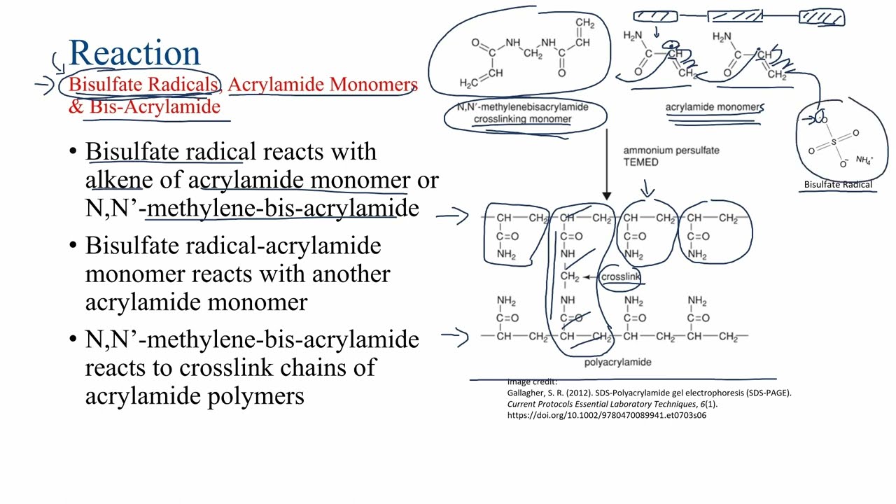 Reactions That Form A Polyacrylamide Gel