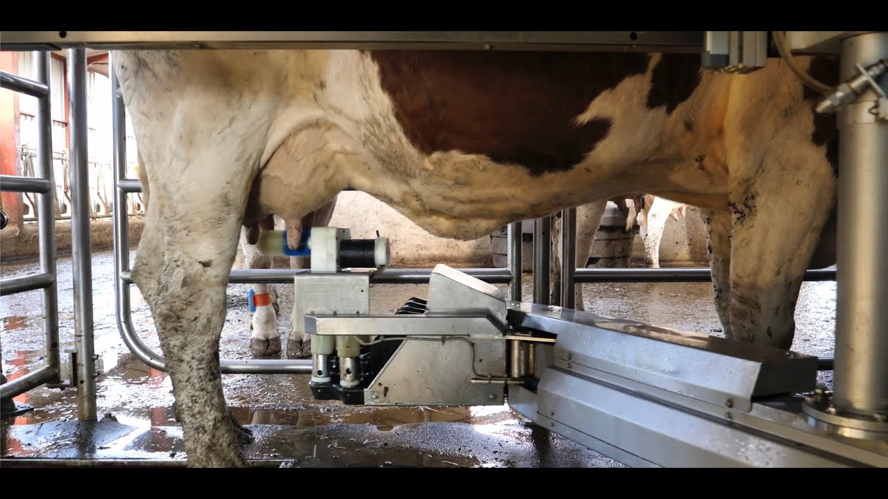 Fullwood Packo - Robot de traite M2erlin : 25 ha accessibles et 2,5 traites par jour
