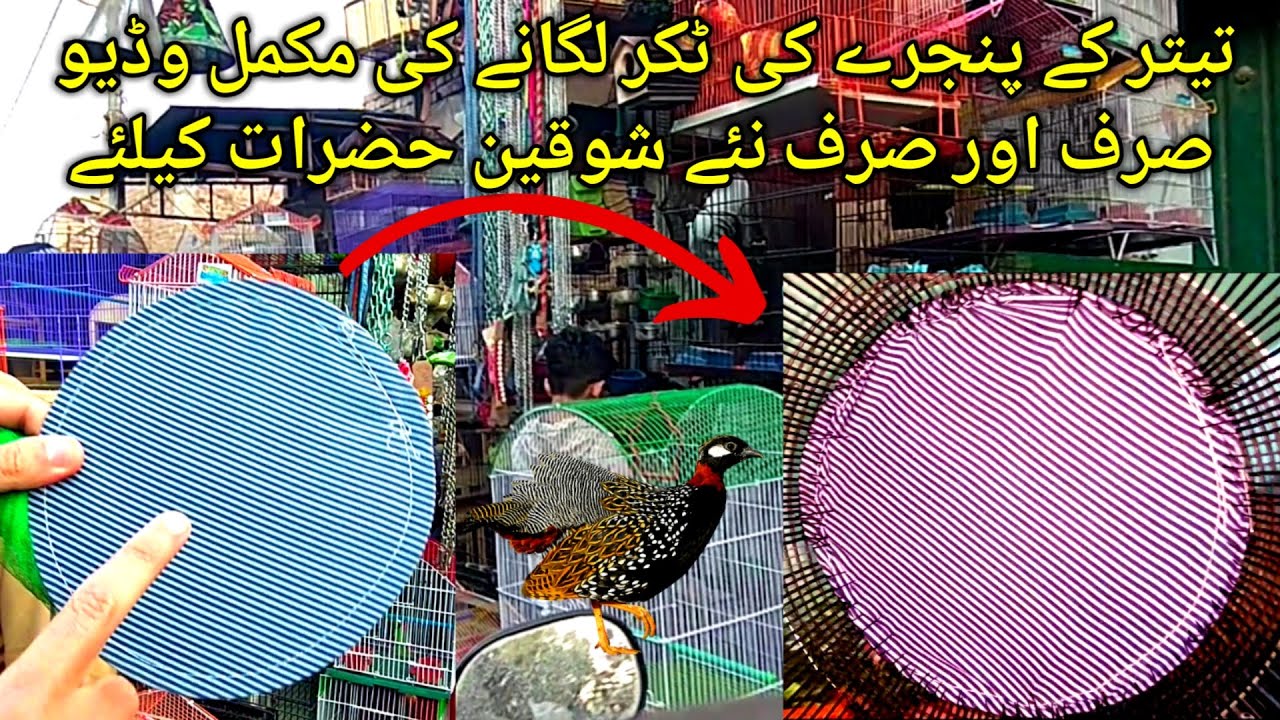 Teetar ka Pinjra ki Takr laganay ki Video|تیتر کے پنجرے کی ٹکر لگانے کی مکمل وڈیو ||Partridges Lover