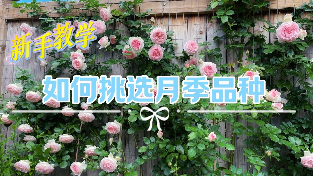 【月季品种挑选 - 1】：如何选到又美又好养的品种，如何选到强壮的植株，独家心法分享助你拥有正确的养护思路