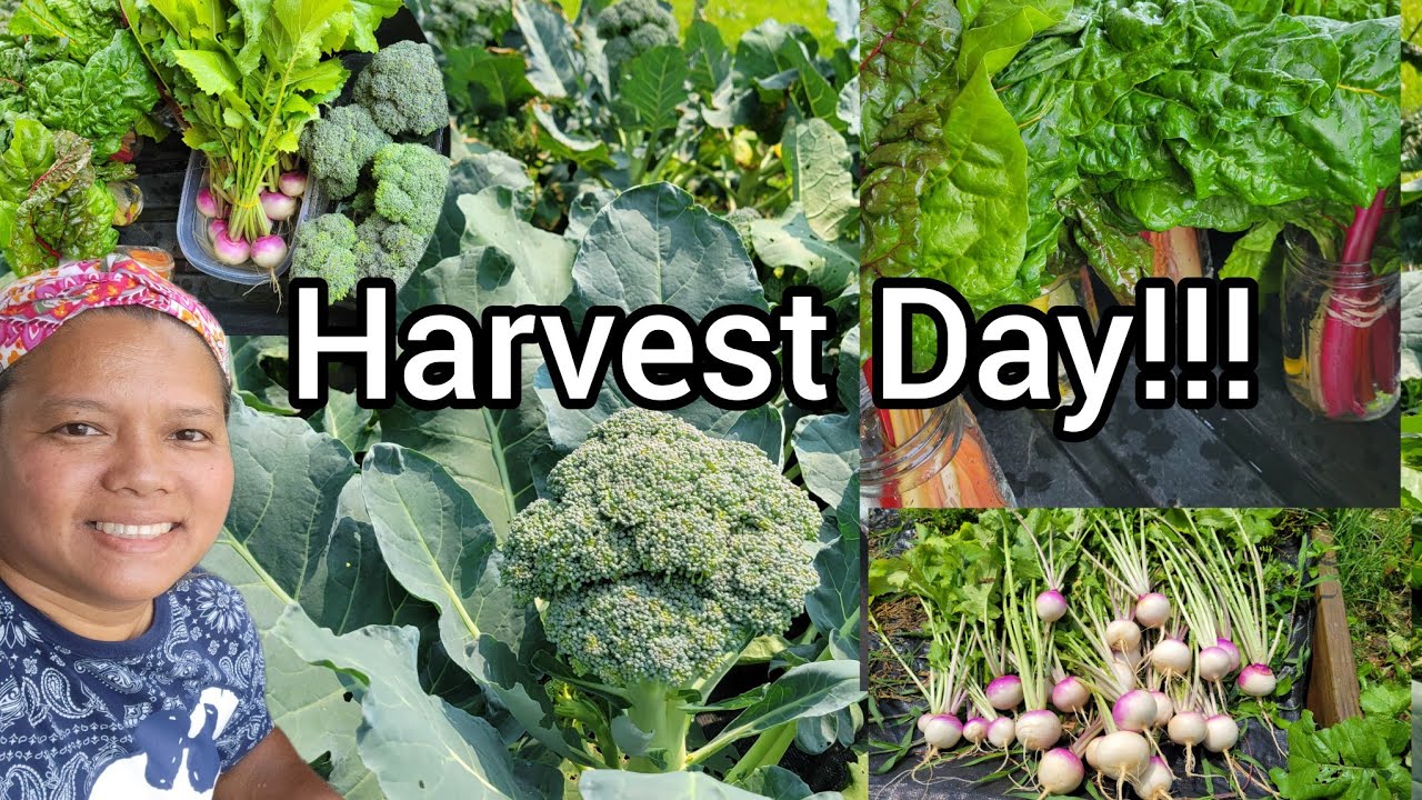 Harvesting Broccoli, Swiss Chard, Turnips, and Oregano | Spring Garden Harvest - May 31, 2025