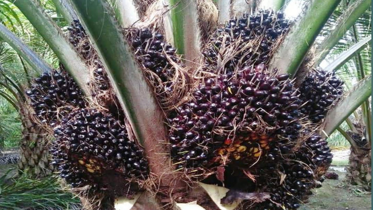 Performa kelapa sawit Marihat di Kalimantan