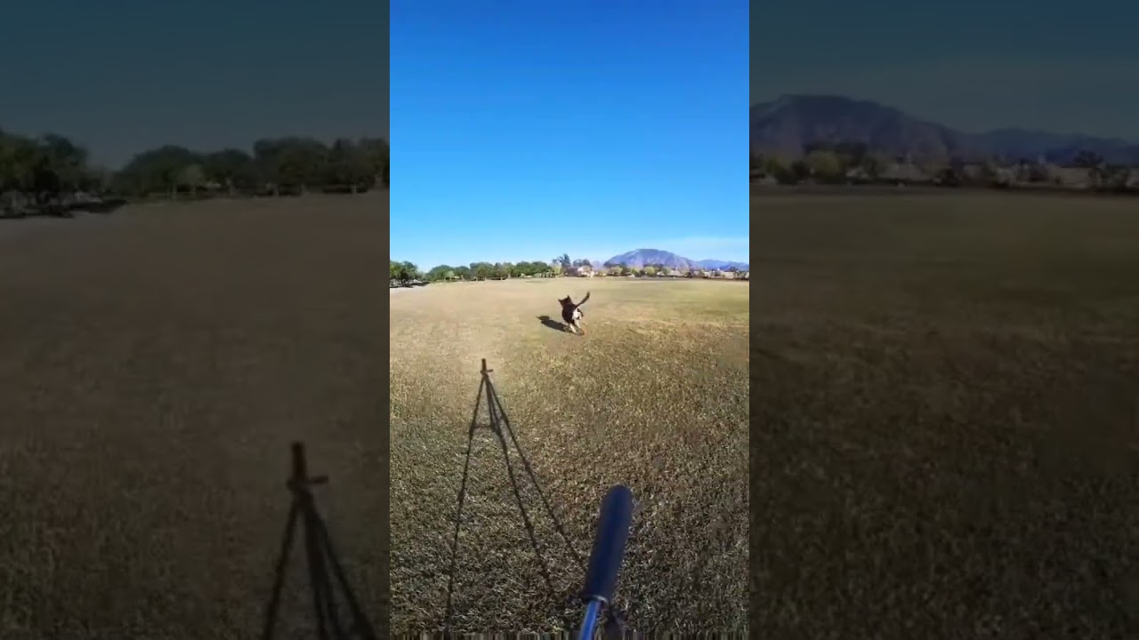 Airborne Aries #doglover #cutepuppies #dogsofinstagram #dogsoftiktok #instadogs #dogs #instadogs