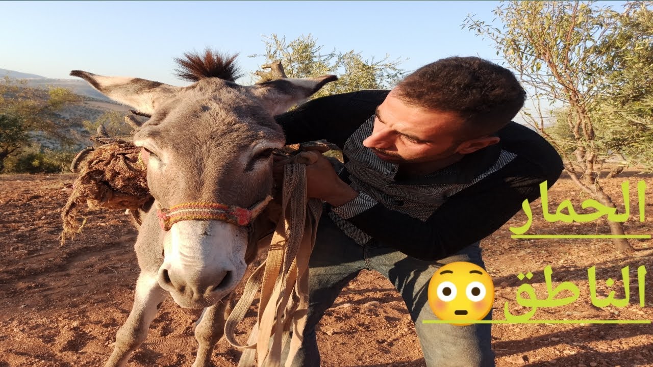فيلم كوميدي تحشيش 🤪 بعنوان ( الحمار الناطق)