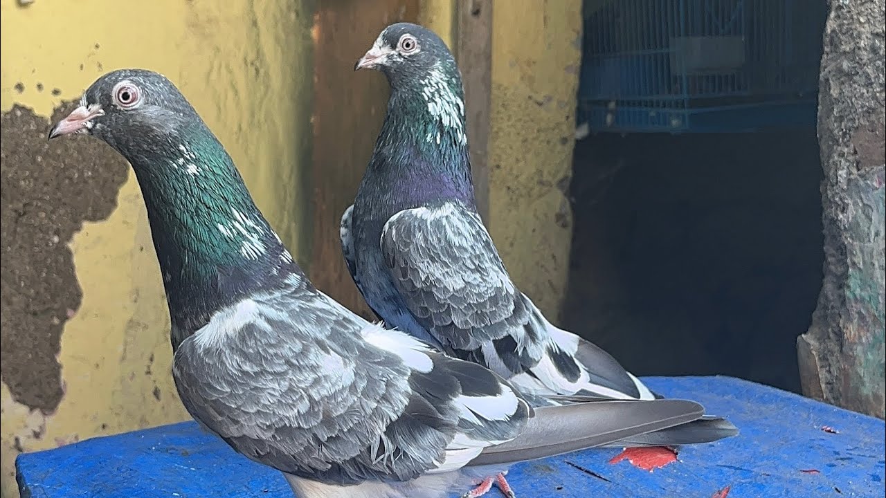 Tiger Dubwali 😍Salety kamgar Akash pigeon loft kalyan 