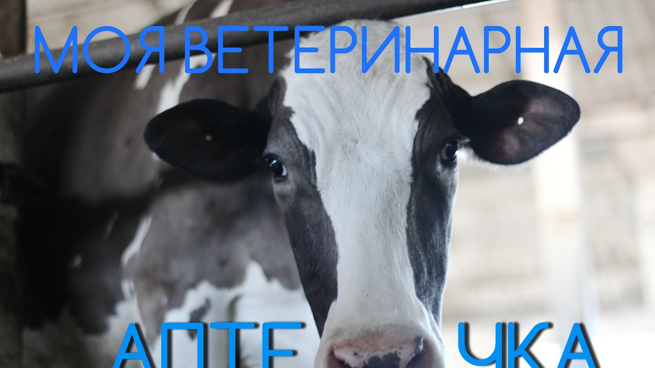 ЧТО ДОЛЖНО БЫТЬ в домашней ВЕТАПТЕЧКЕ. Ч2.