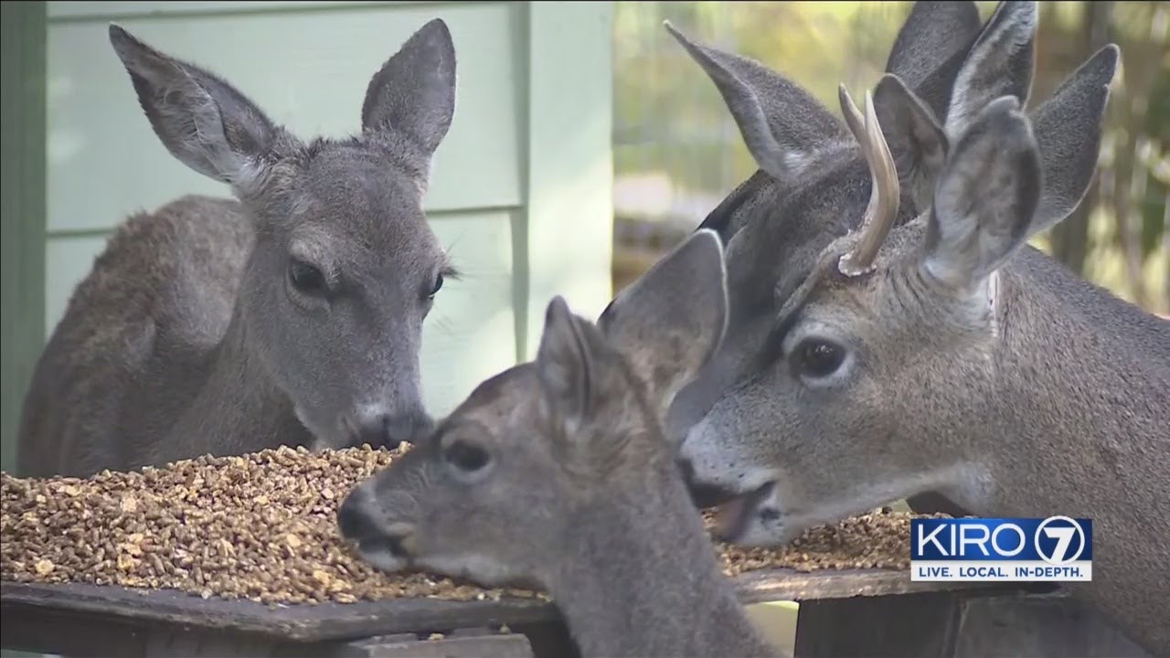 VIDEO: Viral video of woman feeding deer catches WDFW's attention