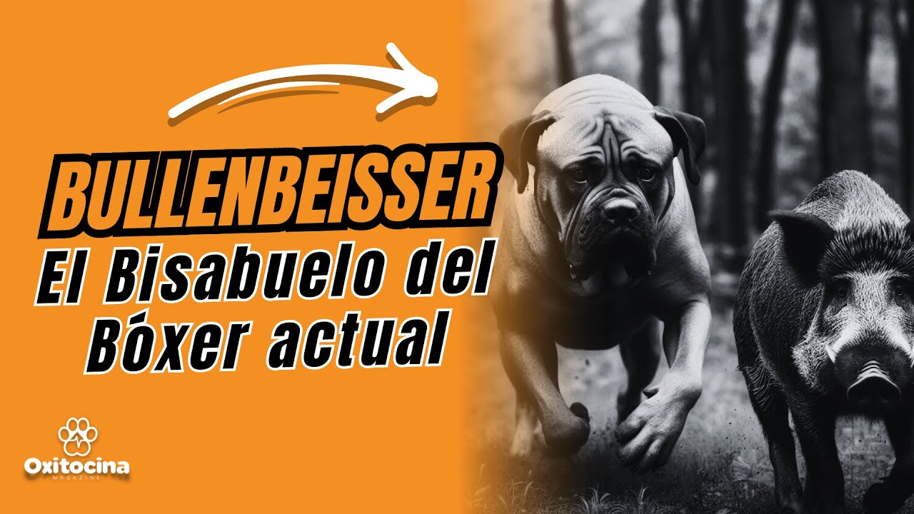 Conoce El Origen del Bóxer Moderno Conociendo al Bullenbeisser.